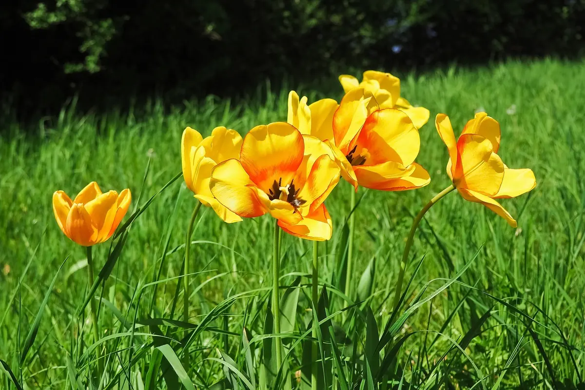 A Beginner's Guide to Naturalising Tulips in Grass