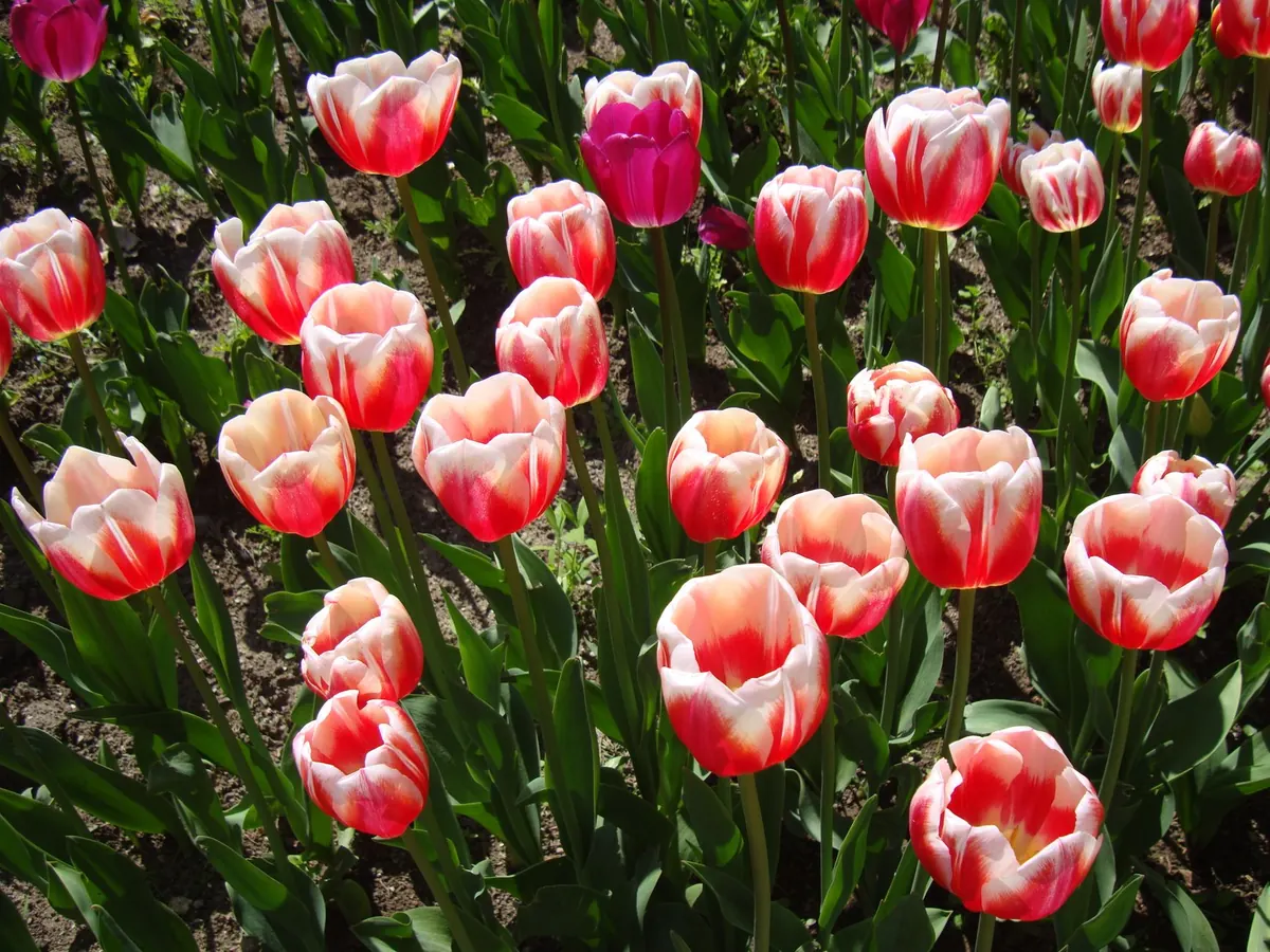 Common Tulip Planting Mistakes and How to Avoid Them