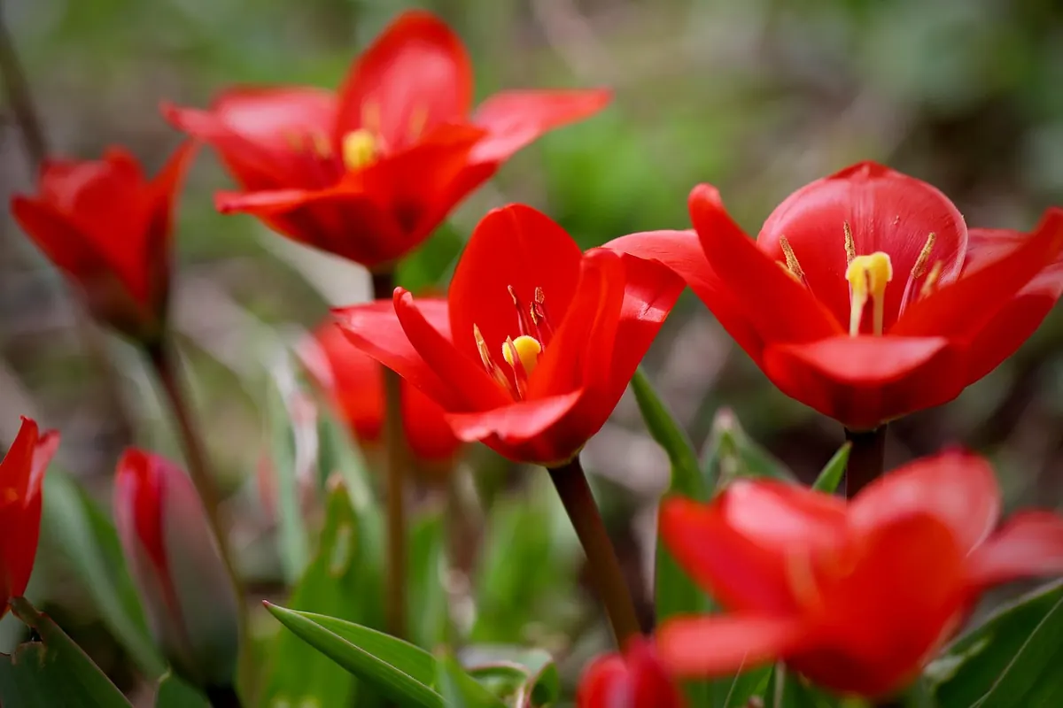How to Force Tulips Indoors for Winter Colour