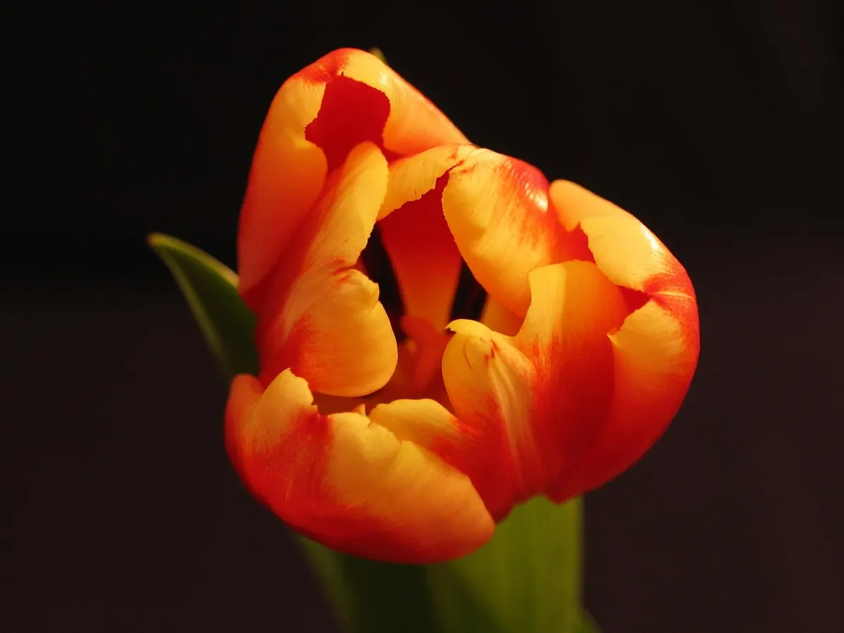 Single vs Double Tulips: Which Type Suits Your UK Garden?