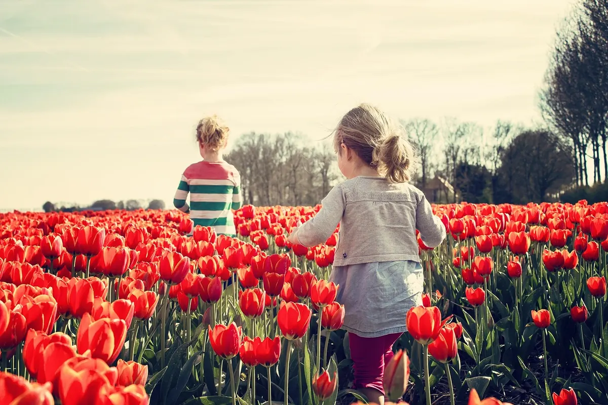 Tulip Care Checklist: What to Do Each Month from Planting to Dormancy