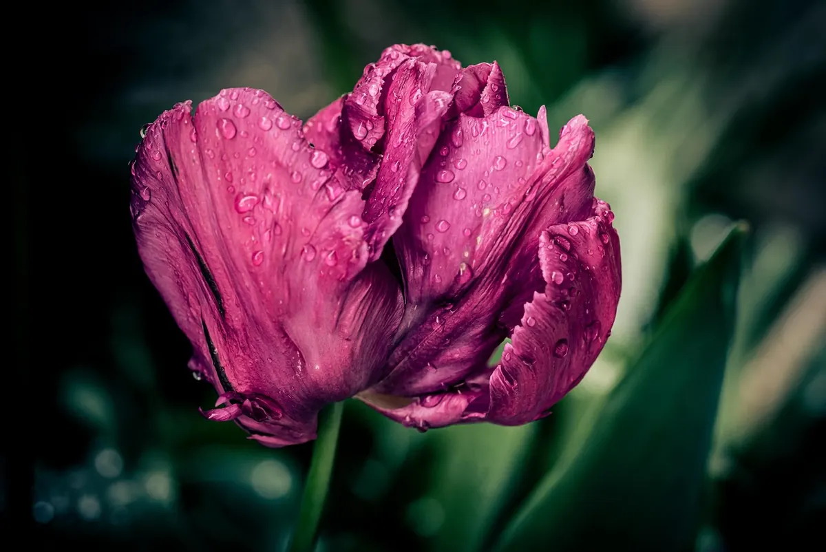 Tulip Care in Rainy UK Springs: Preventing Rot and Slug Damage